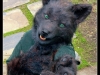 Black wolf, green eyes